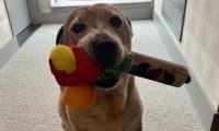 8岁狗狗被领养后，像个小孩子似的，必须叼着玩具才肯出门