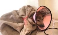 老大爷带爱犬看病，每天背着尼龙口袋去城里小土狗一样值得被爱