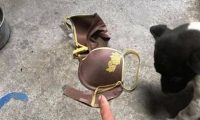 狗狗散步叼回这个 饲主看见不知怎么跟邻居解释