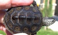 北部钻纹龟身份信息