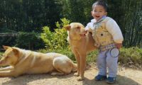农村大爷收养的田园犬，从不吃狗粮，竟胖成一只猪