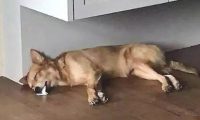 主人看到小宠物狗狗吐白沫,立刻前去查询,結果差点儿笑出鼻涕泡