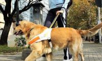 服务犬远不止导盲犬一种，甚至种类繁多