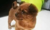 邻居买只金毛，便将养两年的田园犬抛弃，狗狗迷茫的眼神让人心疼
