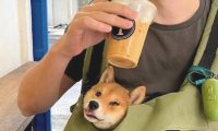 主人在喝饮料汽水,狗狗也想喝,不自觉的外伸嘴巴