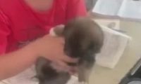 小学生带狗狗上课被人民日报点名,网友:真相太暖啦!