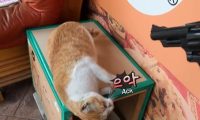 猫咪被当狗狗训练，学会听指令装死
