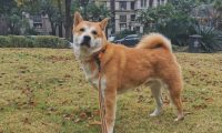 在外边玩时土狗不高兴，它嫌主人家不给随意：我都能去漂泊呀