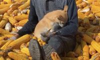 爷爷在忙着剥玉米，狗狗却坐在他怀里撒娇：我才是爷爷的小宝贝！