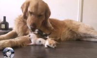 金毛失去一窝奶狗后,却捡了窝小奶猫,狗:我是“猫妈妈”