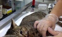 北市连见狗咬猫 惊爆大群猎犬