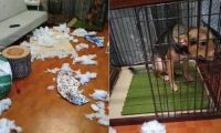 狗狗犯了错之后，自己默默走进笼子里，还吐舌头卖萌求主人原谅！