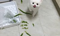 狗狗偷吃了辣椒后，舌头都被辣的抽筋了