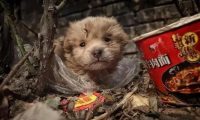 立法保护流浪猫狗？政府资金不是无底洞，弃养比虐待更为可恨