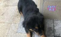 流浪狗被女孩抛弃，小家伙想追上去又怕惹主人不开心，眼神好无辜