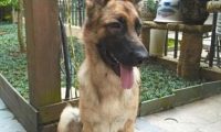 爱犬走丢 狗主人微信圈散步消息2天找回