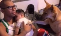 超温馨!怀孕养宠没问题 狗姐姐暖心爱宝宝
