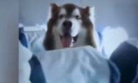 机上惊见巨型汪星人 南航:证件齐全的辅助犬