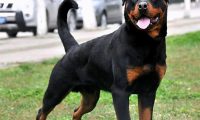 全世界公认5大“出色警犬”，中国犬种榜上有名