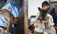 狗子原来也是Tony老师？玩偶秃头造型笑喷网友！
