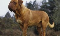 主人死后猫狗会做些什么 | 如果主人意外死亡家里的猫狗会怎样？听完法医的话后大吃一惊！