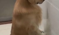 金毛犬被罚坐尿盆面壁露无辜脸 网友见身后“尸体堆”爆笑