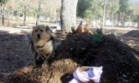 不舍心爱主人离世 狗狗每天都会去墓地探望