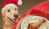 主人为防柴犬偷吃，出此奇招，柴犬看到“狗头”就懵了