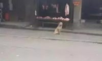 流浪狗每日都到肉摊前坐着,都认为来讨吃的,老板就说:来知恩图报!