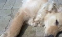 狗狗死后不能埋起来？很多狗主人不理解，有啥依据呢？