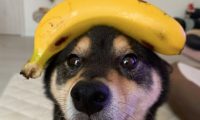 网友将二根香蕉放到柴犬头顶,样子令人笑出了声,仿佛2个耳朵里面呀