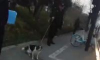 女主人违规遛狗遇到城管！把狗扔进河里差点冻死