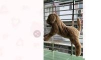 阳台惊现狗狗遭吊挂虐待,得知真相后……当场傻眼!