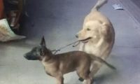 主人让金毛去照看马犬,金毛一脸不愿意,马犬:咋地,委屈你啦?