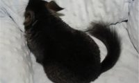纯黑龙猫身份信息