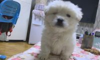 回家了时被流浪犬拦下去向，女生轻轻地踢一下，狗狗行为让人啼笑皆非