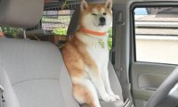 柴犬每一次乘车时，都是坐在前坐椅的护栏上