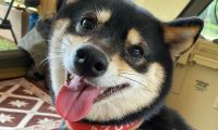 网友带柴犬去露营它太高兴，离去时却十分难过：就不可以多玩游戏几日？