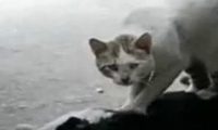 流浪猫抢救同伴一小时 猫咪哭泣的场景让人心碎
