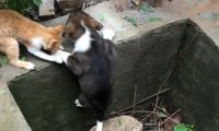 看到猫咪和狗子的神仙友情,网友们直呼慕了慕了……