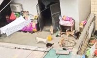 夫妻一共养了30只狗20只猫,退休金全都用来喂养了