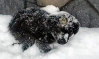 流浪狗蜷缩着睡觉，一觉醒来被雪盖住！冷的直打抖
