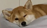给你三个养柴犬的理由！别犹豫了，真香！