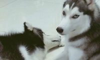 哈士奇和阿拉斯加生下了9只狗狗,主人家一看一瞬间奔溃