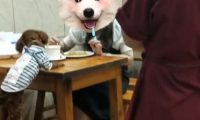 狗狗上餐桌与人同吃,饭店老板懵了,网友:再也不去了