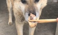 女人用木筷给土狗夹肉，狗的反映让人暖人，网友：土狗确实重视人
