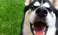 一切狗和哈士奇在一起，都是被传染，就连军犬德牧都不列外