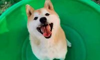 卖身还债的柴犬登登被新主人接走，新主人：我只是一个想把登登带回家的普通人