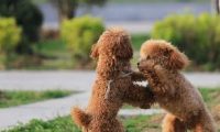 这6种狗狗，脾气真的很不好，没事不要惹它