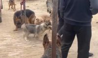为了卖狗，小伙让它们咬二哈